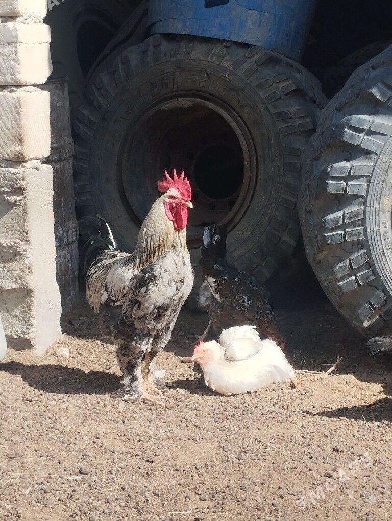 horoz - Gumdag - img 1