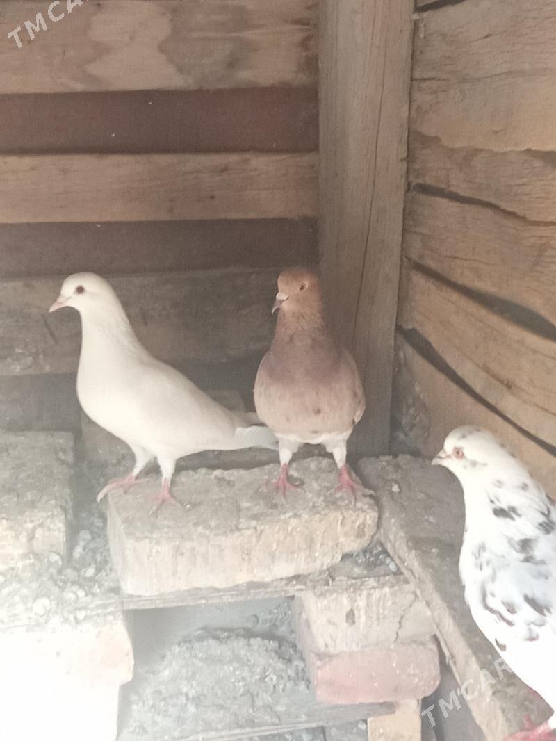 kepderi - Gyzylarbat - img 1