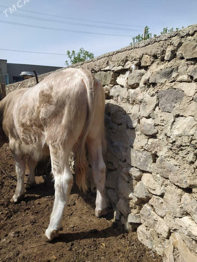 okez - Gyzylarbat - img 1