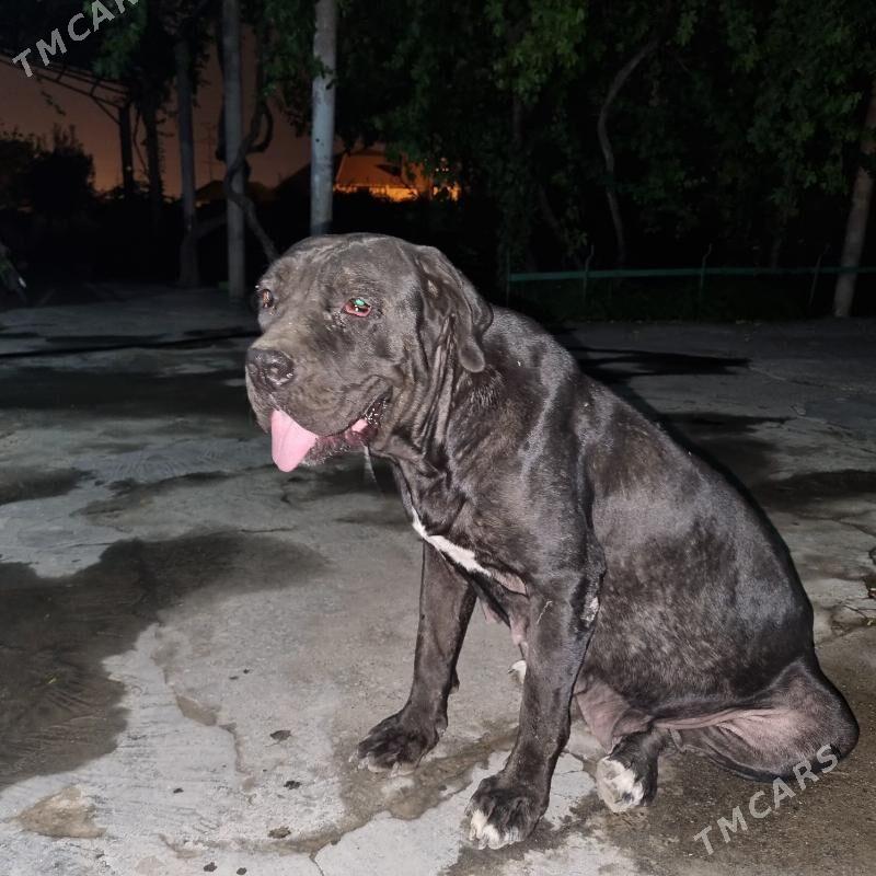 kane korso - Aşgabat - img 1