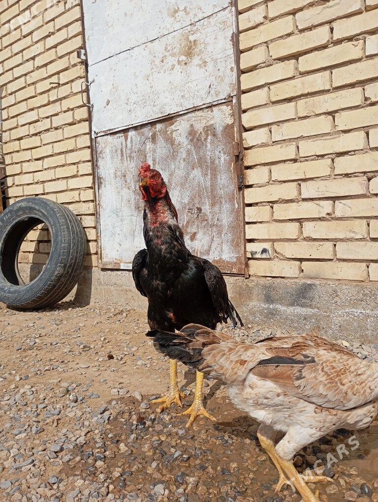 baysowy horaz - Мары - img 1