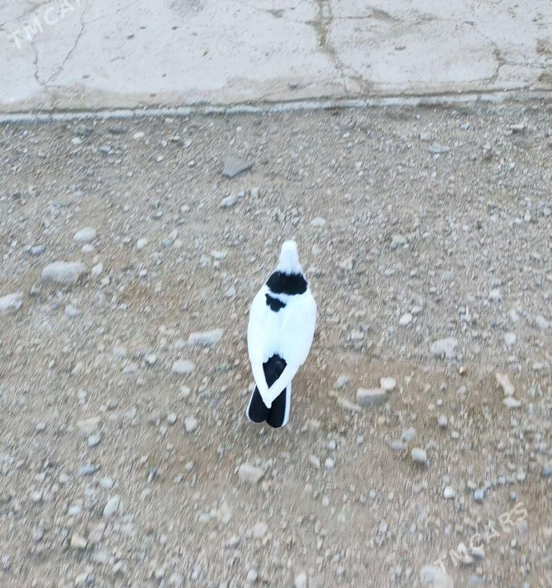 Kepderi - Gumdag - img 1