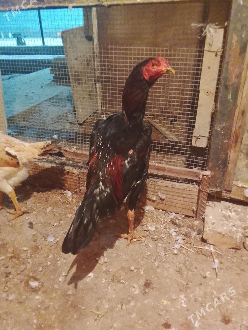 BAÝSOW - Чарджоу - img 1