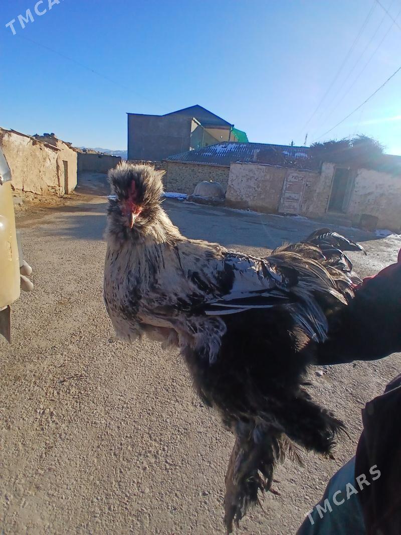 balgar horoz - Bäherden - img 1