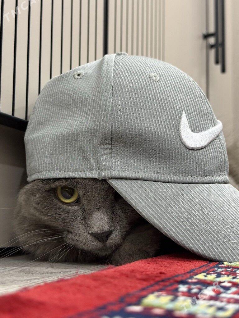 şatlanskı pısık - Hitrowka - img 1