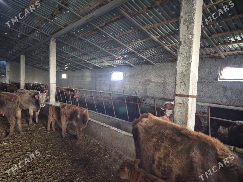 isgar gerek - Гурбансолтан Едже - img 1