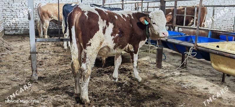 Симентал fleckvieh окузче - Туркменабат - img 1