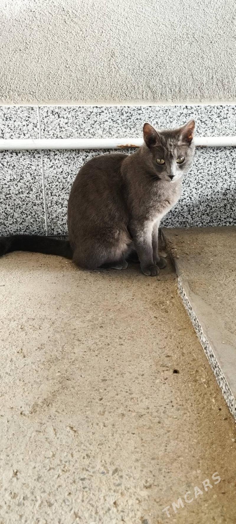 Arassaja gyz pisik - Gyzylarbat - img 1