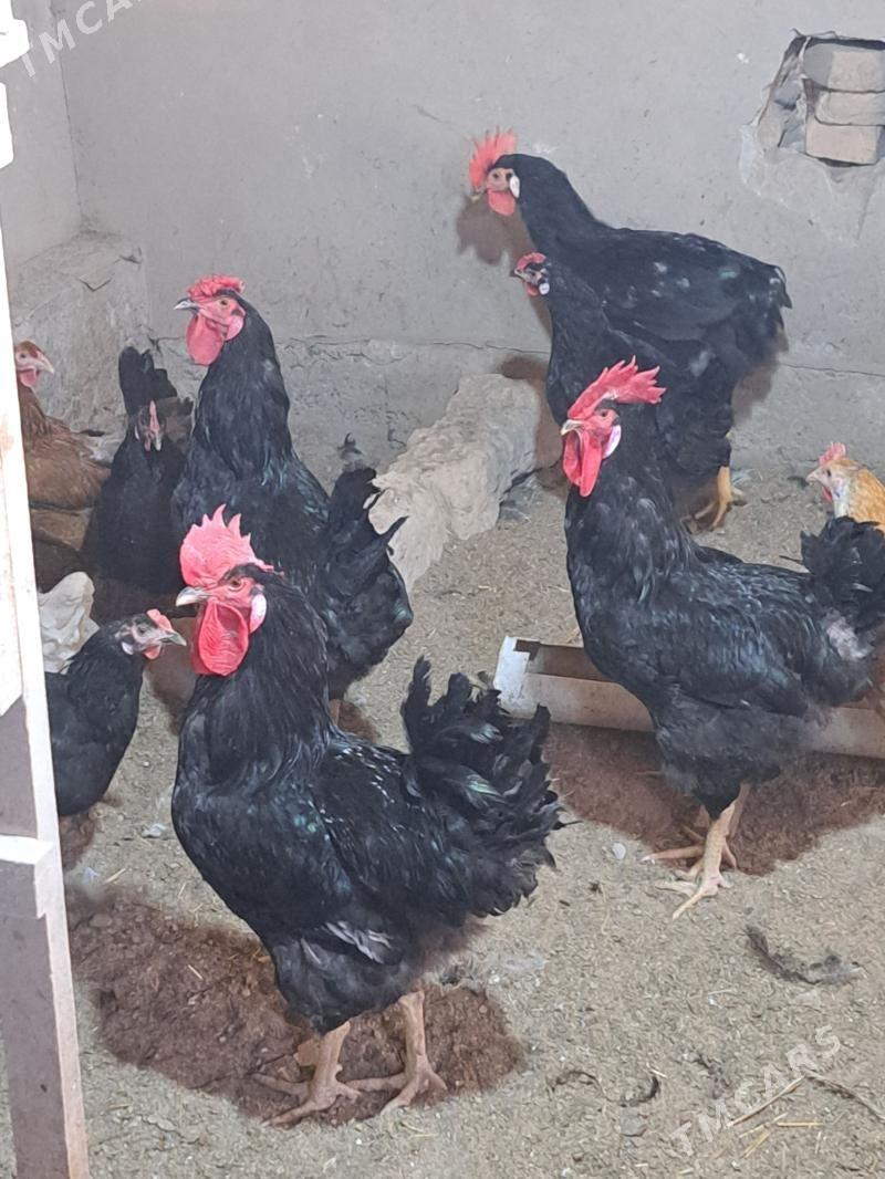 хораз - Türkmenabat - img 1