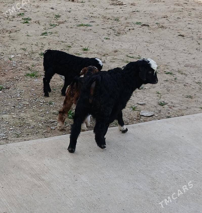 owlak guz - Гёкдепе - img 1