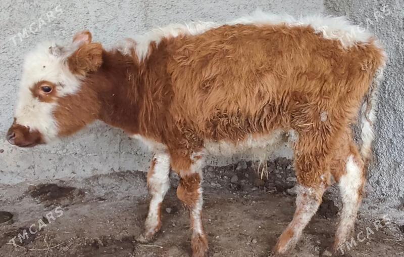 ÖKUZ - Багир - img 1