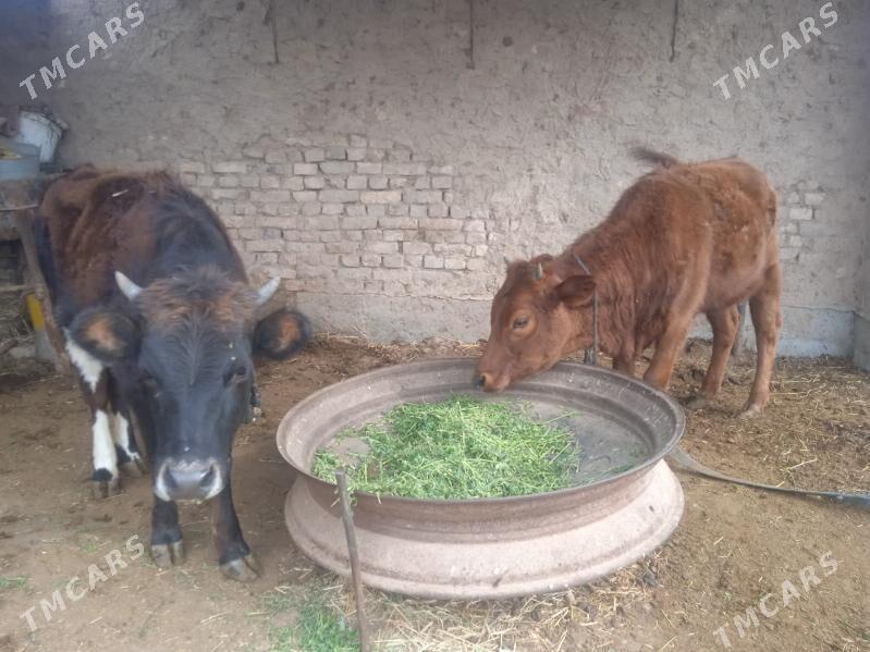 tuweler - Теджен - img 1