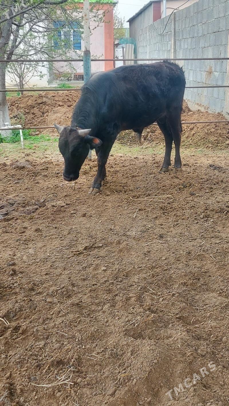 Ökuz - Багир - img 1