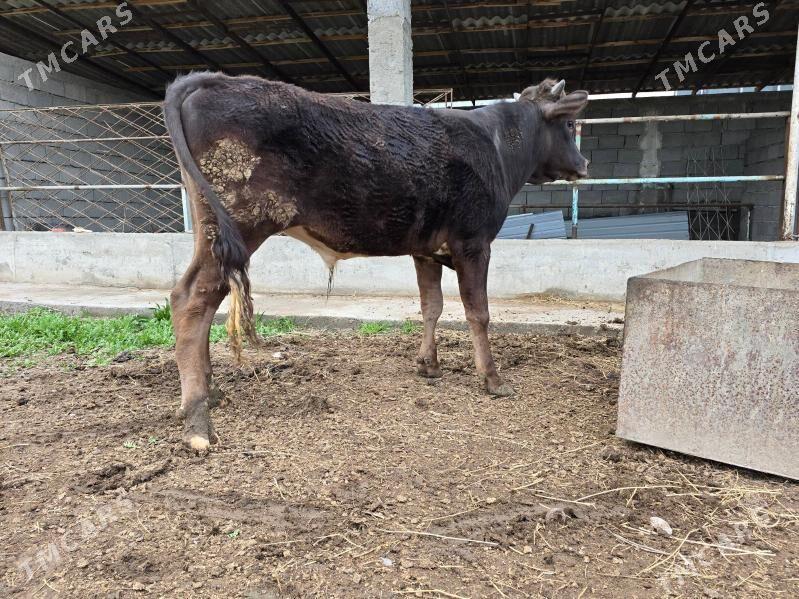 Okuz - Ашхабад - img 1