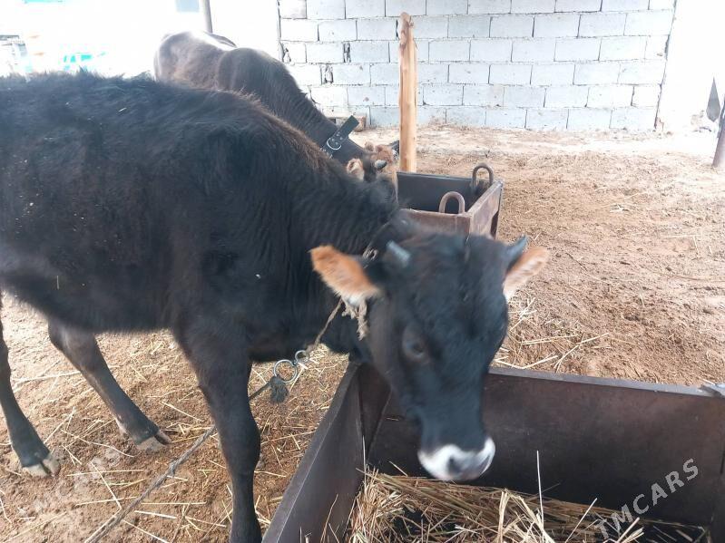 Туве - Ak bugdaý etraby - img 1