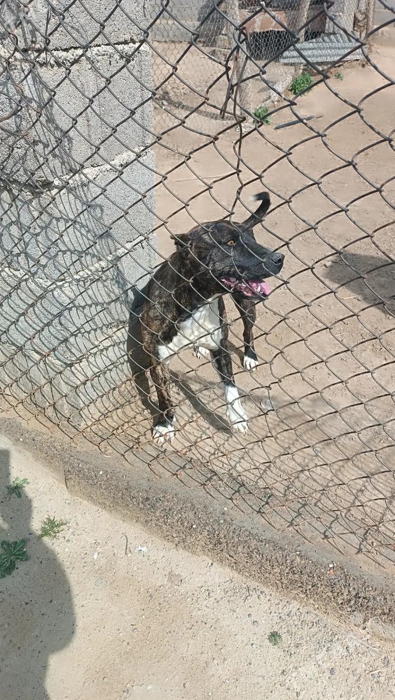 Pitbul - Mary - img 1