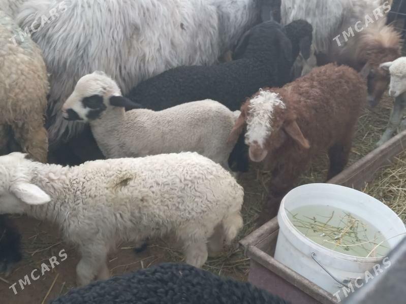 guzly goyyn - Бузмеин - img 1