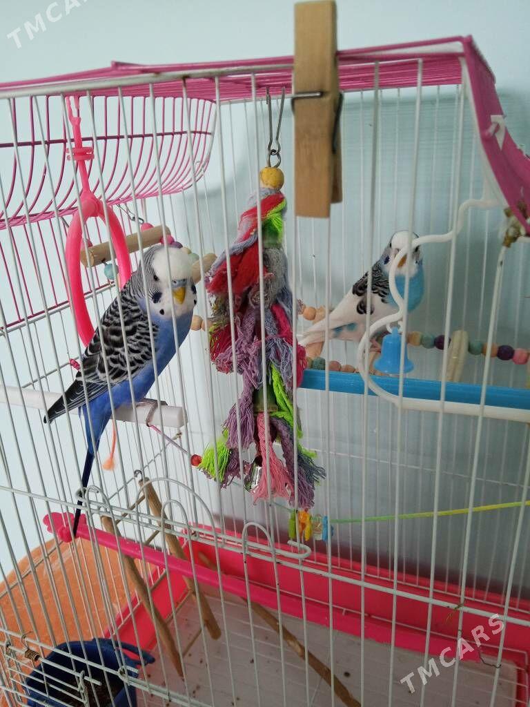 попугай popugaý - Aşgabat - img 1