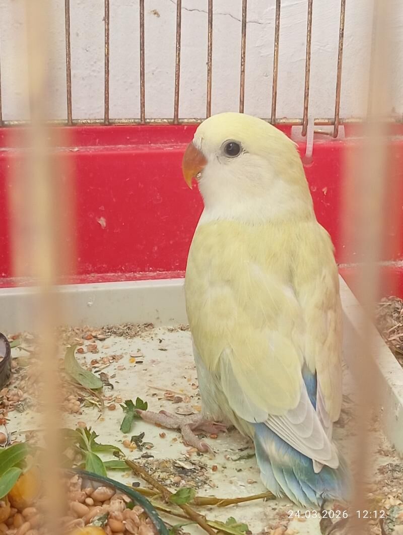 popugay nerazluçnik - Мир 7 - img 1