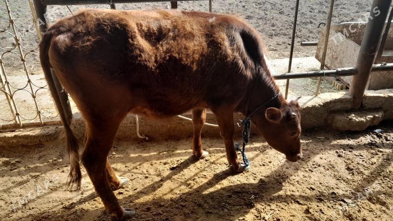 gulajyn - Мары - img 1