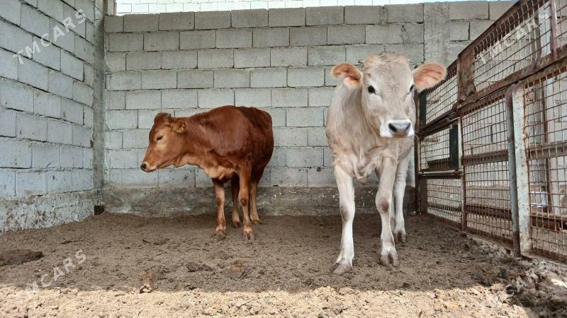 Tuwe - Çoganly - img 1