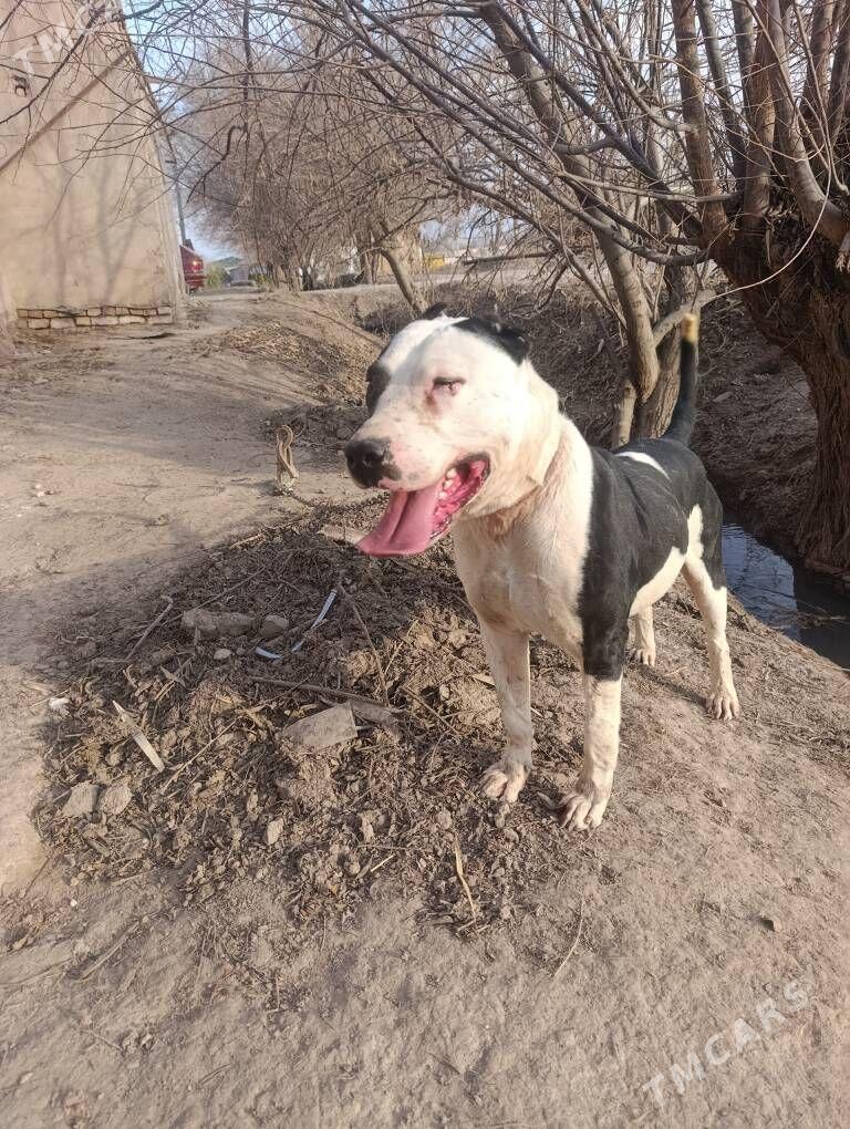 stafer - Daşoguz - img 1