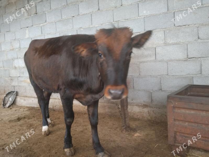 TUWE Gole - Ашхабад - img 1