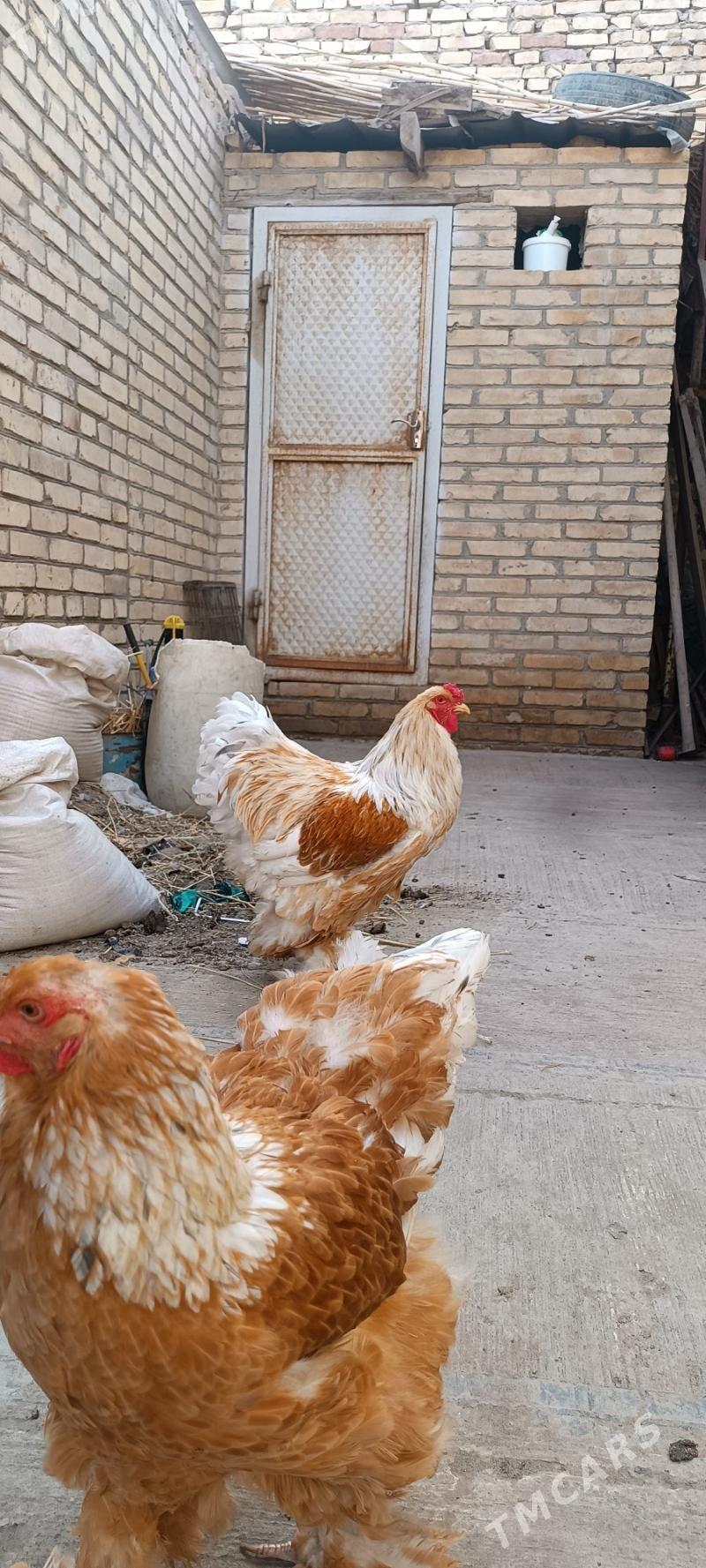 brama,  - Туркменабат - img 1