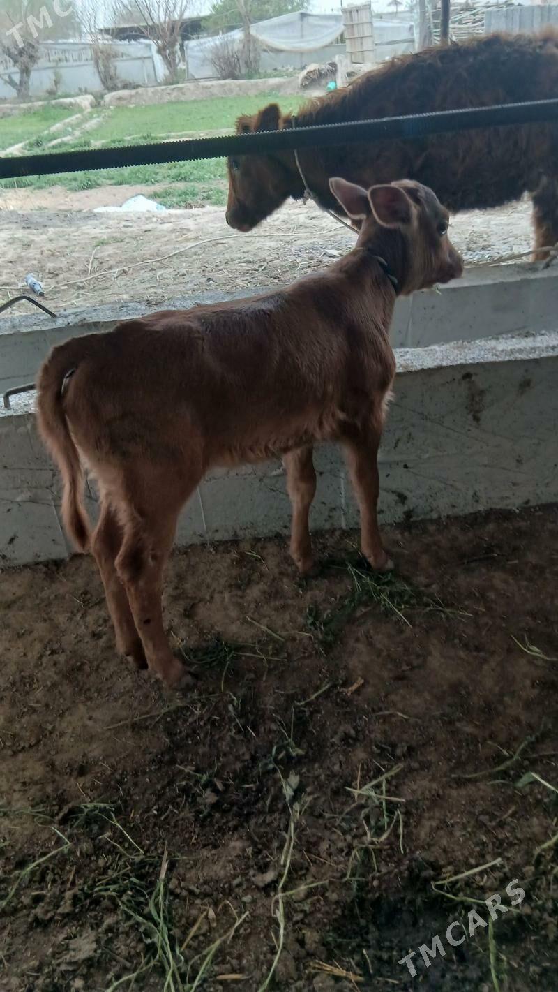 gulajyn gole - Мургап - img 1