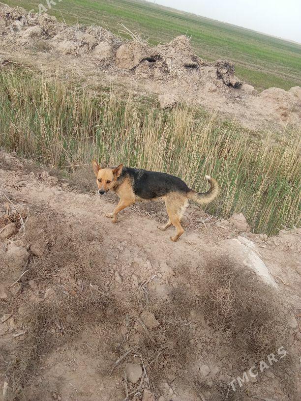 İt - Sarahs - img 1