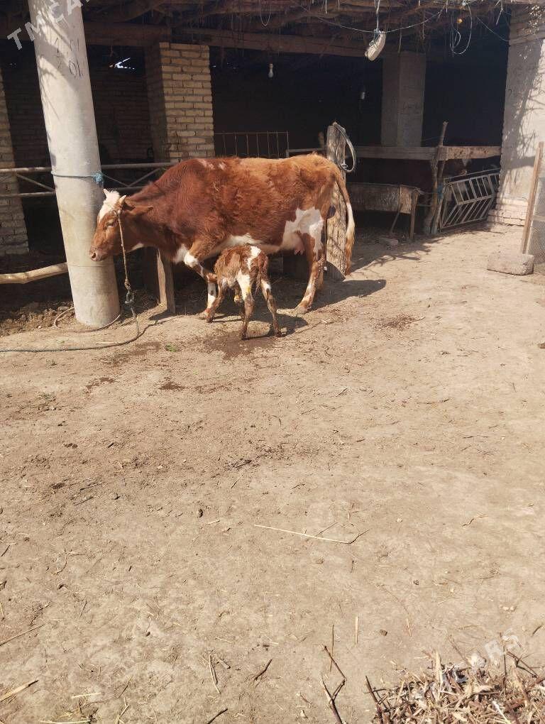 саглык - Сакар - img 1