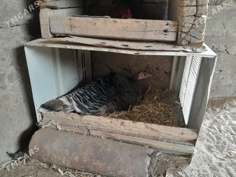 Induk - Гумдаг - img 1