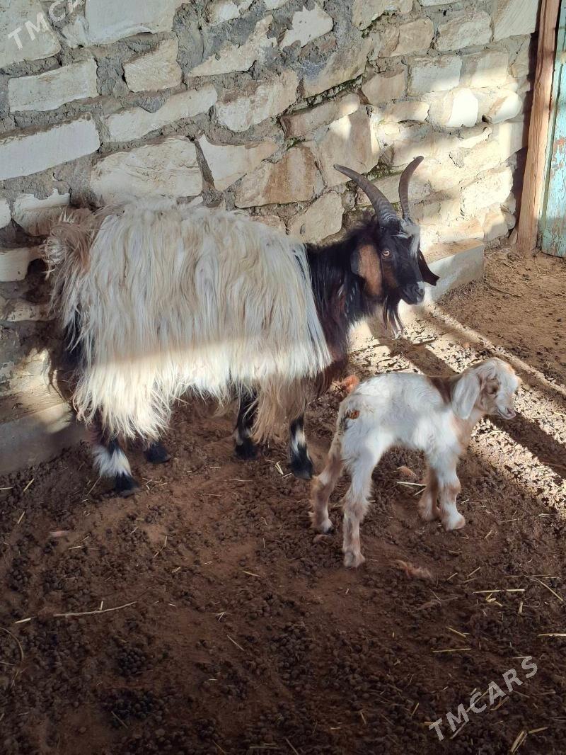 geci - Гумдаг - img 1