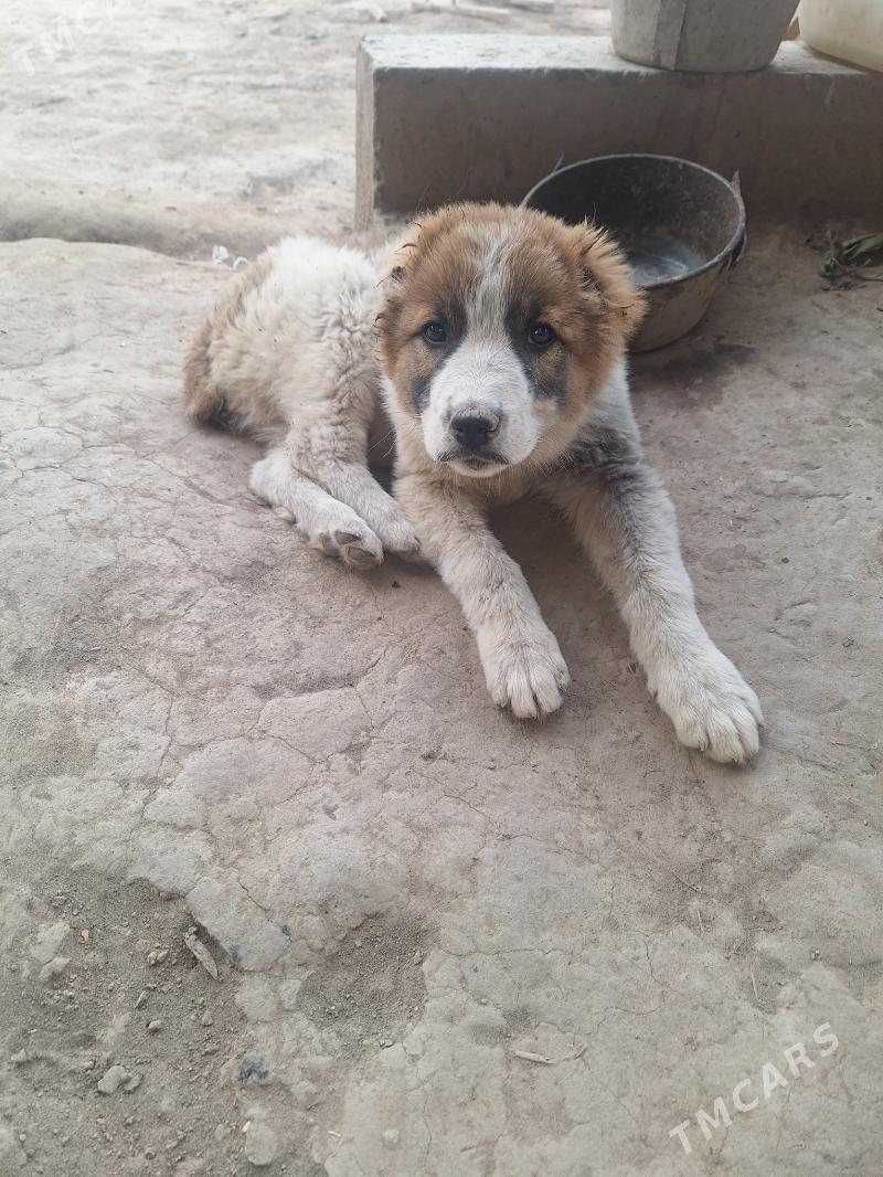 chopan - Şabat etr. - img 1