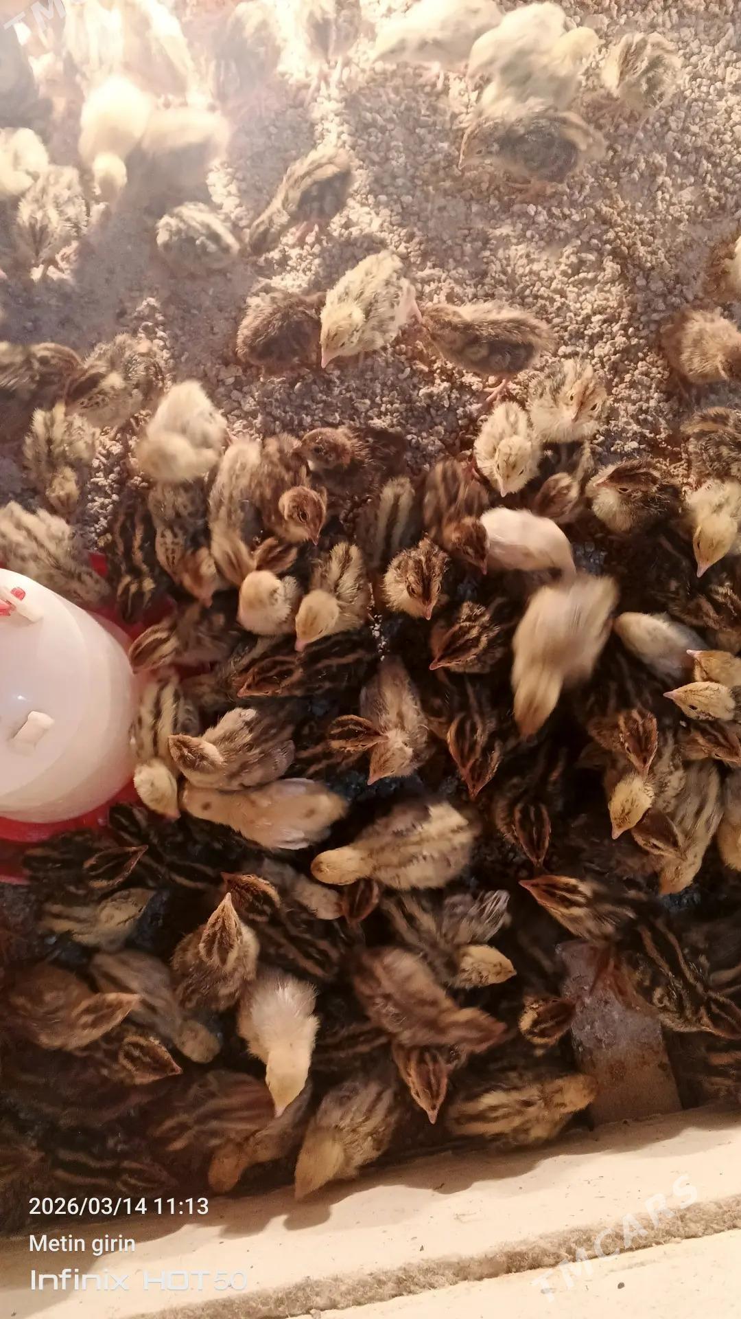 Bedene - Gyzylarbat - img 1