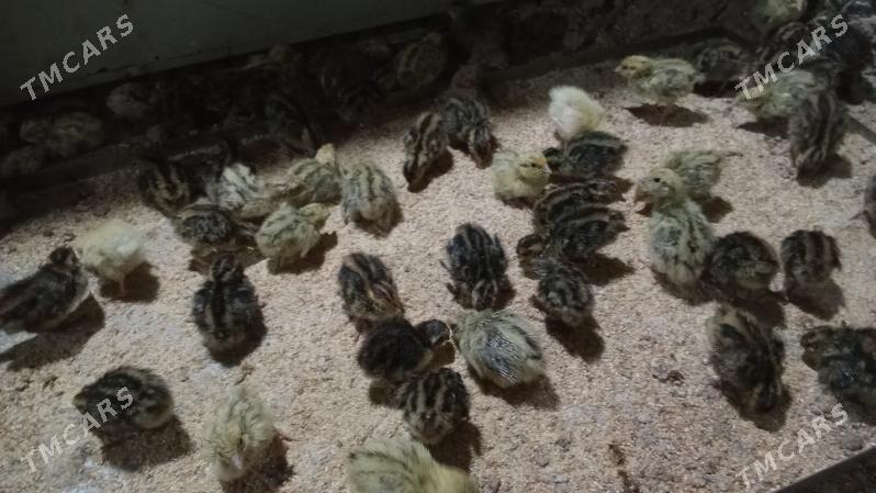 Bedene jüje - Bedew - img 1