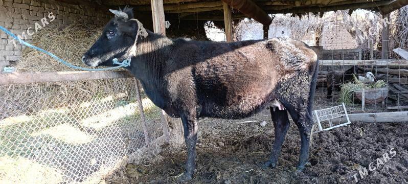 Bahaz inek - Туркменабат - img 1