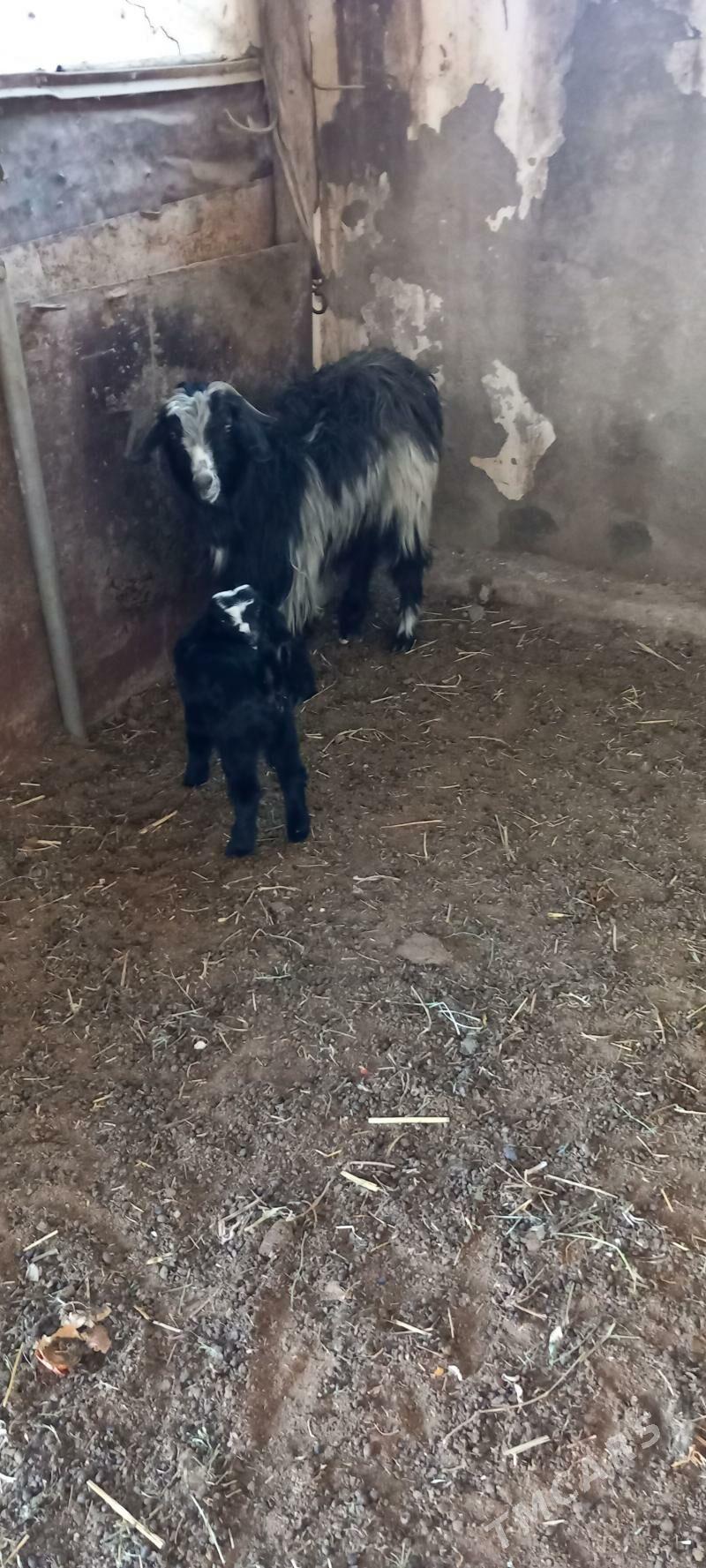 geci owlak - Гарадамак - img 1