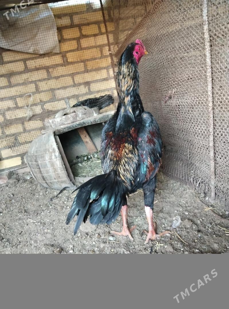 horaz - Халач - img 1