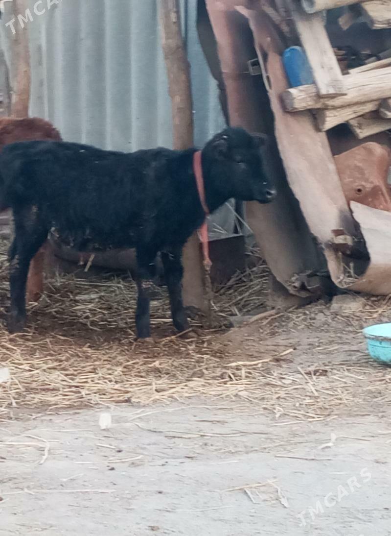 унажын - Türkmenabat - img 1