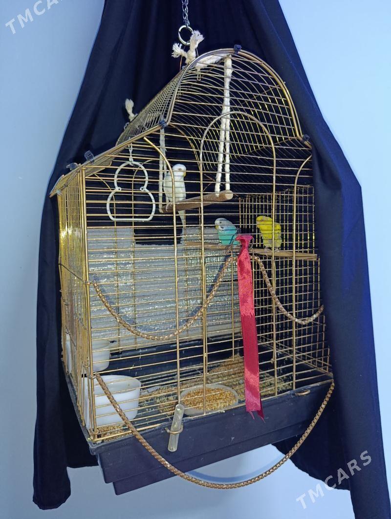 Попугайчики волнистые комплект - Daşoguz - img 1