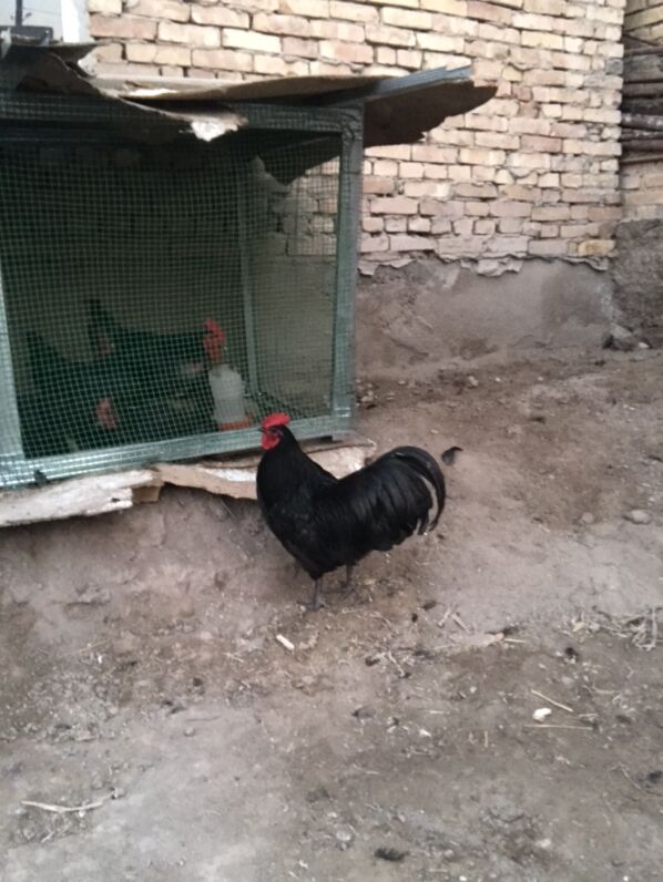 Awstralorp. Австралорп - Чарджоу - img 1