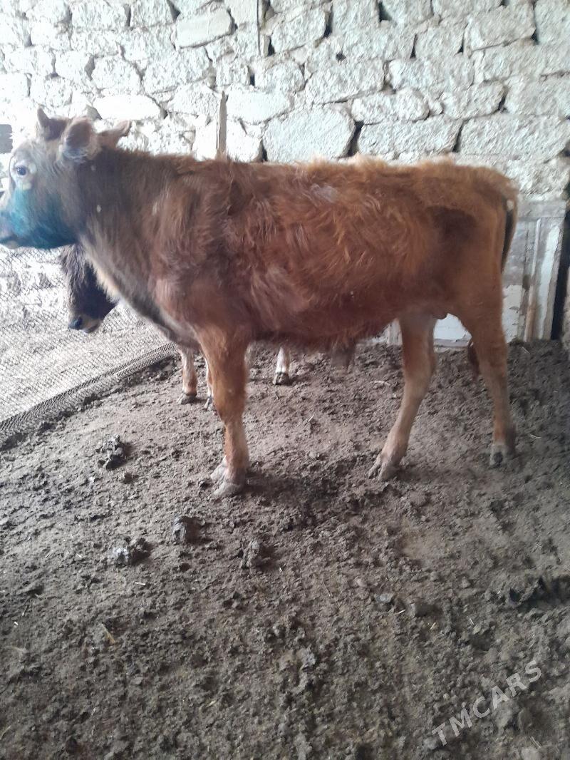 okuzce - Гызыларбат - img 1