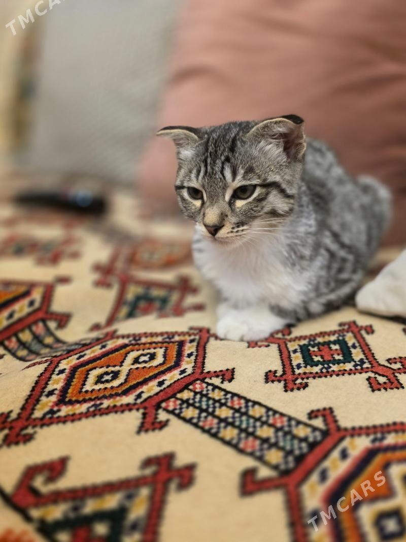 Отдадим в добрые руки - Гуртли - img 1