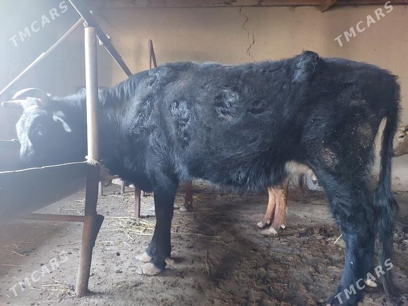 Bogaz Sigir - Daşoguz - img 1