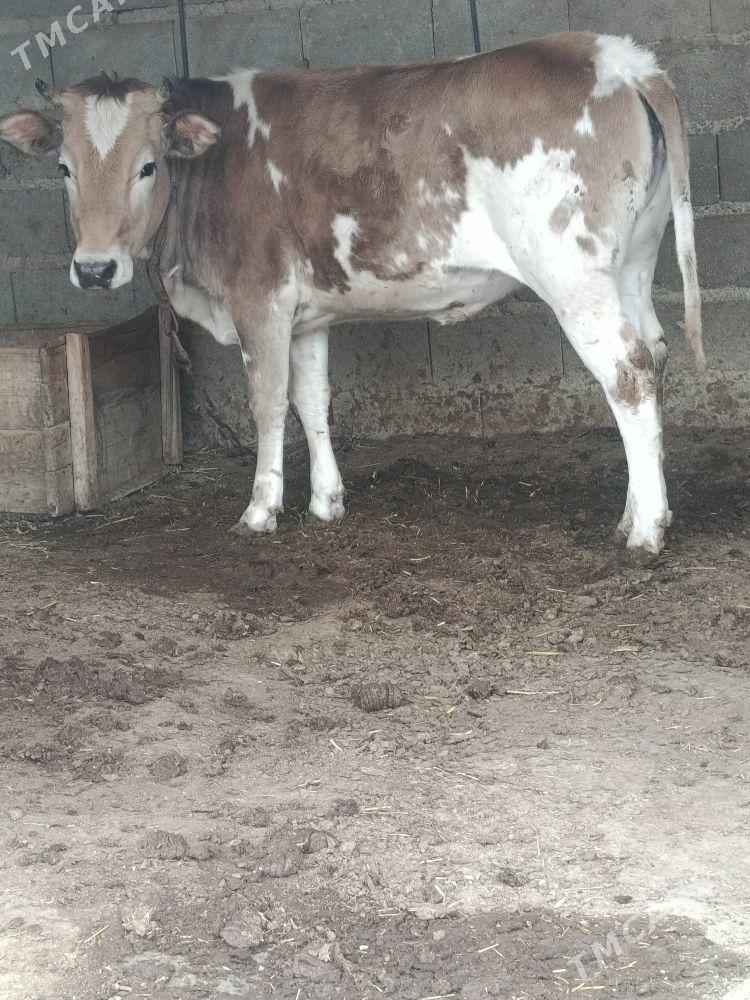 semiz tuwe - Bäherden - img 1