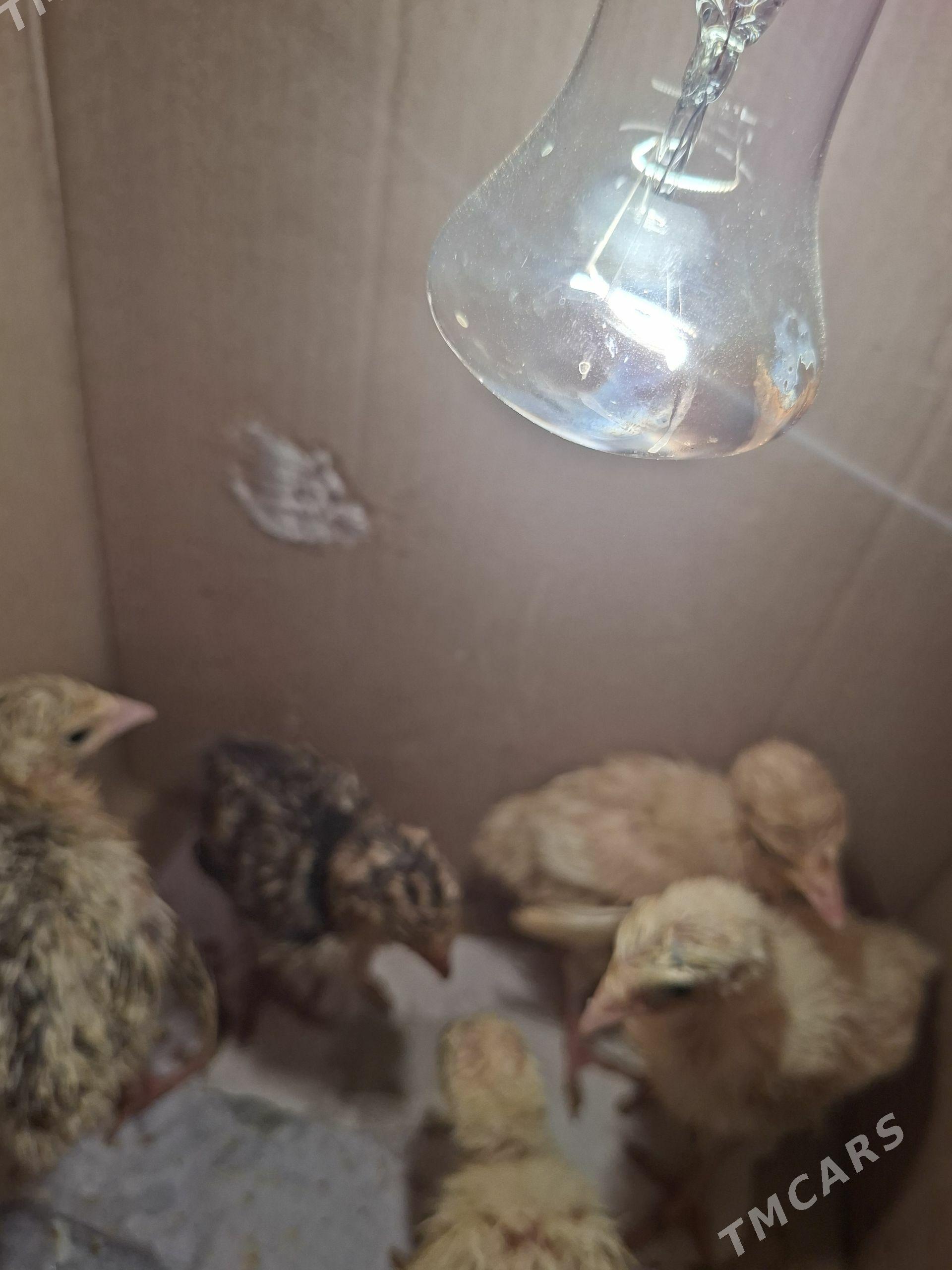 induk juje - Район ст. Аэропорта, ул. Гагарина - img 1