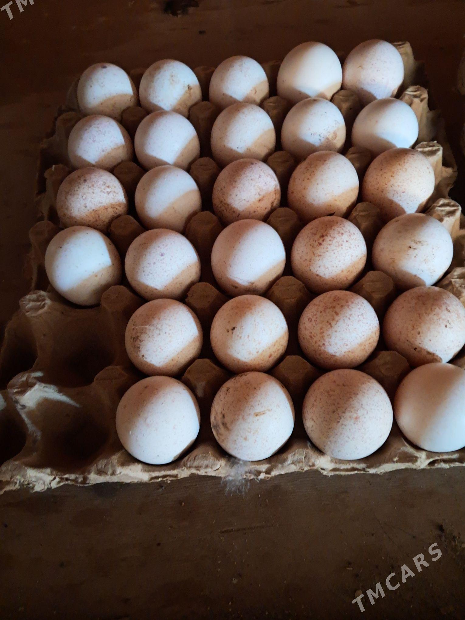 йумуртга - Şabat etr. - img 1