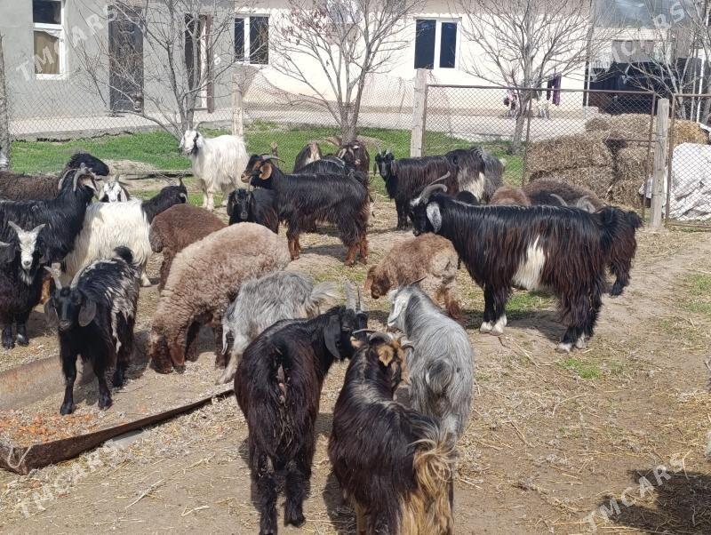 Goyun geci - Bagyr - img 1