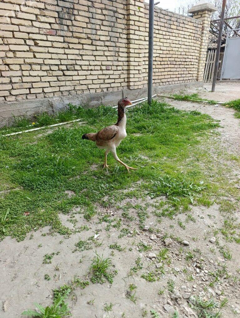 Boysow maki - Balkanabat - img 1